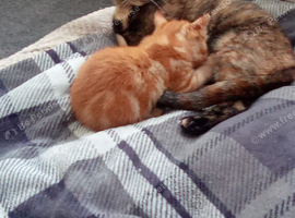 Kitten