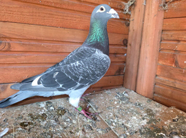Racing Blackcheck Big Size Male Pigeons