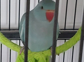 Indian Ringneck Glasgow