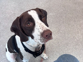 Sweet, Friendly Princess Needs A Home