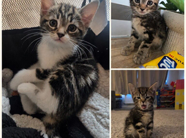 Kittens for sale blackpool