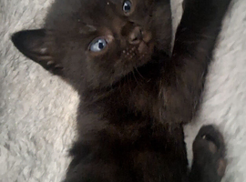 Adorable Black Kitten Looking for a Loving Home