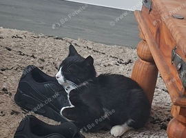 Black and white boy kitten