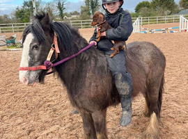 12h kind Appaloosa cob mare