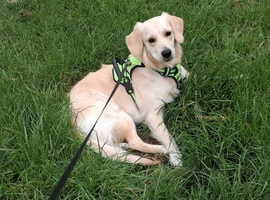 11 month old Golden Retriever Ruby