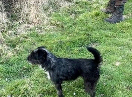 Patterdale terriers