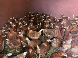 Point of lay hens