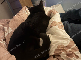 Male cat age 1.5 years