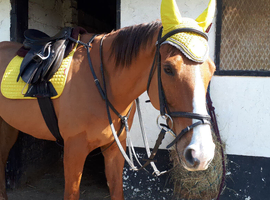 16.3 chestnut throughbred for part loan