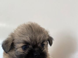 Puppy&rsquo;s