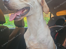 Vizslador
