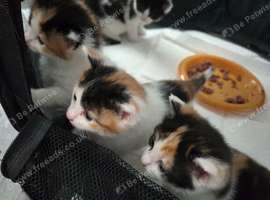 Calico male kitten