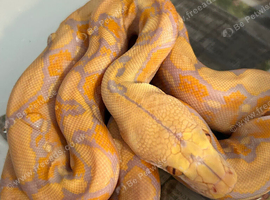 Dwarf Albino reticulated python female