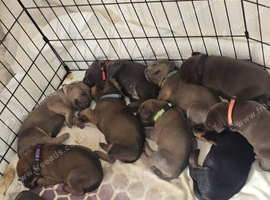 Dobermann mix