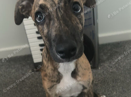 Bull lurcher