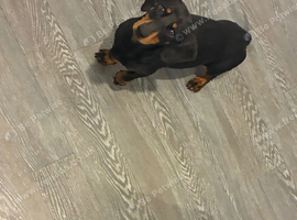 Male and female for sale 400