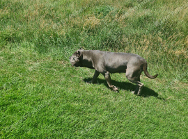 6yr female cane corso