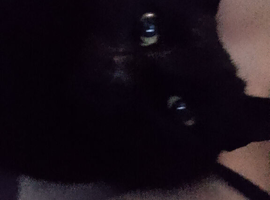 Missing black cat