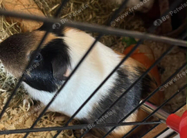 2 female guina pigs