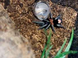 Cyriocosmus elegans Love Heart Butt tarantula adult female