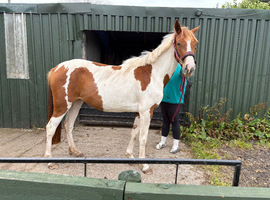 Beautiful coloured filly