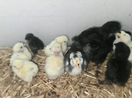 chicks