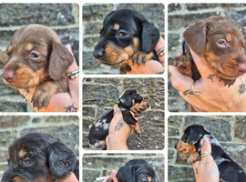 PRA CLEAR MINIATURE DACHSHUND PUPPIES