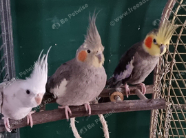 3 x cockatiels looking for rehome / aviary