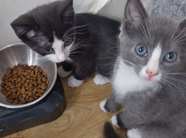 Beautyfurl kittens
