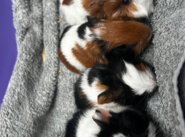 Female guinea pigs to go in pairs