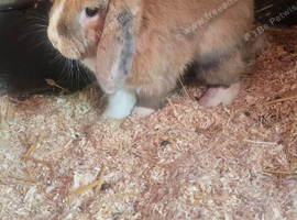 male mini lop around 2 year old