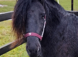 13.1 hh fell mare