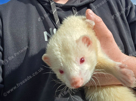 Chipped Stunning & Very Friendly 5-Month-Old Albino Ferret (Dennis) Looking for a 5★ Home