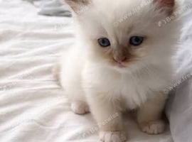 Kittens