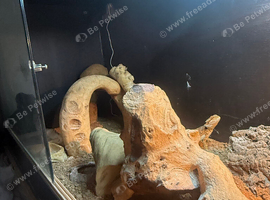 Bearded dragon and full setup