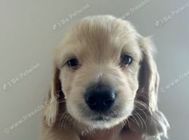 Cream longhaired miniature dachshund