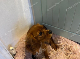 Cavalier King Charles looking for a new home