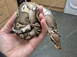 Ball python with vivarium