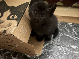 Beautiful Kitten Ready for his Forever Home!