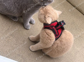 2 british shorthairs