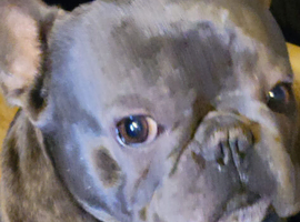Blue French bulldog