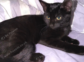 2 black boy kittens