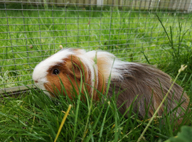 Rescue space has rarely become available
