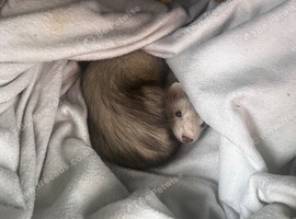 Female ferret kit