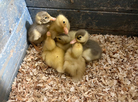 Indian runner ducklings