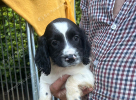 Ready to leave 3 left to find there loving homes