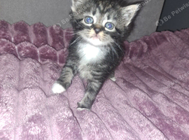 4 absolutley beautiful kittens looking for their forever homes