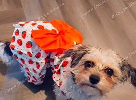 1y 4 months old Cavachon