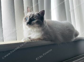 Ragdoll kittens