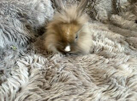 4 Baby rabbits ready for there forever home